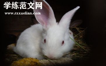 语言课小兔乖乖教案8篇