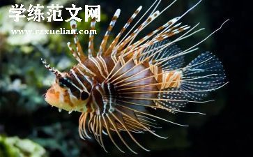 小班幼儿网小鱼教案6篇
