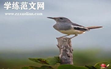 《盼春节》作文精选8篇