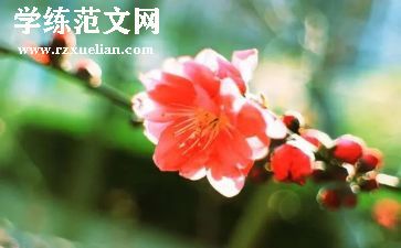 《盼春节》作文通用7篇