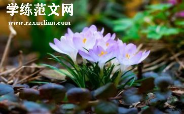 春节乡村文化活动方案7篇