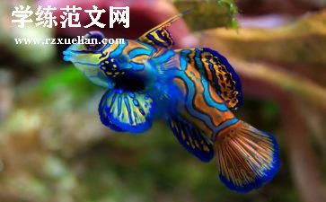 幼儿园中班网小鱼教案8篇