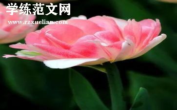 放烟花作文模板6篇