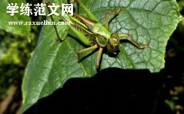 蝈蝈和蛐蛐教学反思7篇