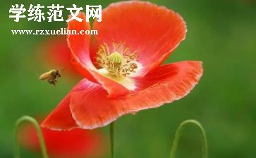 成功的花作文600字模板7篇