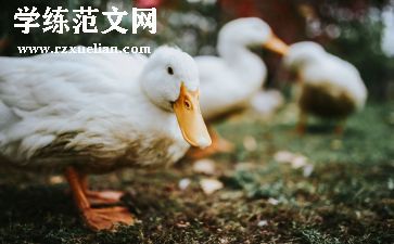 丑小鸭的读书心得推荐7篇