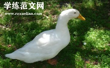 读丑小鸭心得体会800字6篇