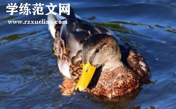 丑小鸭的读书心得参考7篇