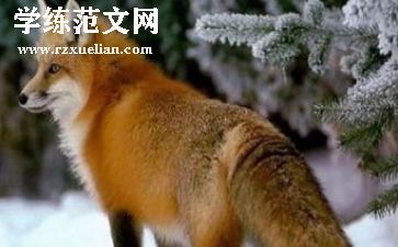 狐狸和蛇的读后感精选6篇