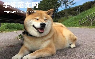 小狗真可爱作文400字5篇
