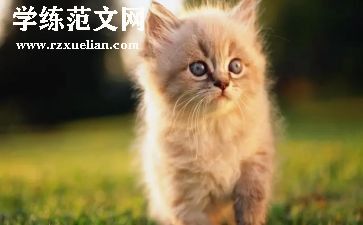猫的题材的作文优秀6篇