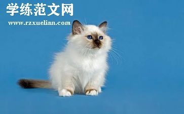 猫的题材的作文推荐8篇