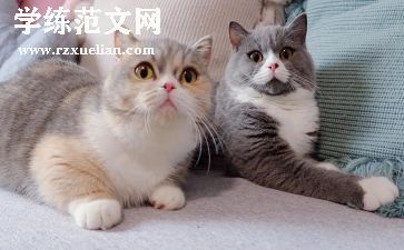 猫读后感两百字最新8篇