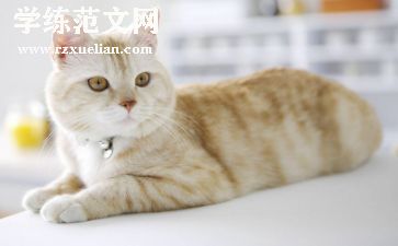猫读后感两百字通用5篇
