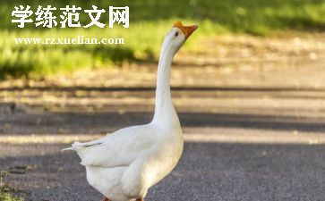 天鹅湖的观后感6篇