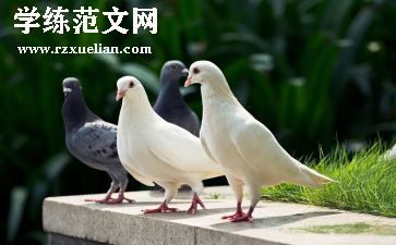 画鸽子教案7篇