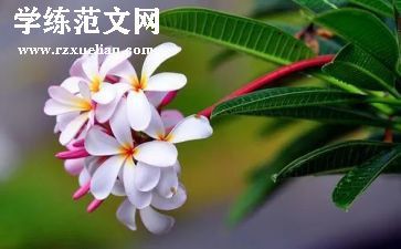 做小花教案7篇