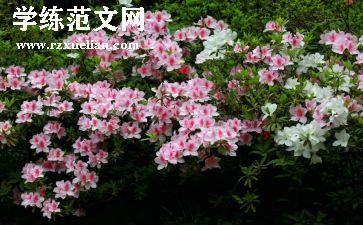 红杜鹃教案8篇