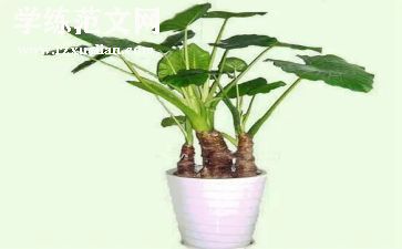 租赁绿植合同7篇