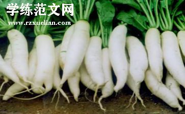 拔萝卜的教案最新7篇