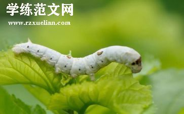 幼儿园大班关于蚕的教案通用5篇