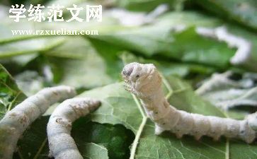 幼儿园大班关于蚕的教案模板7篇