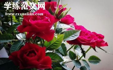 玫瑰花教学反思8篇