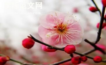 关于梅花的作文7篇