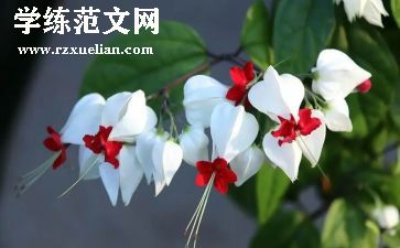 朝花夕拾的读后感范文优质6篇