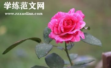 朝花夕拾的读后感范文优秀7篇