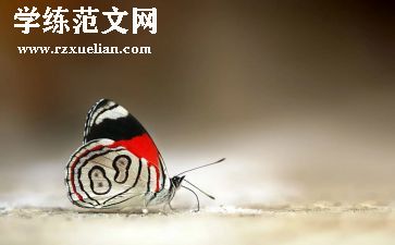 关于抓蝴蝶的作文优质6篇