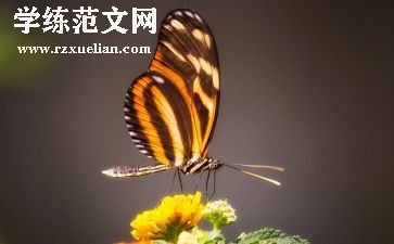 捉蝴蝶优秀作文5篇