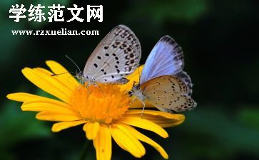 关于抓蝴蝶的作文7篇
