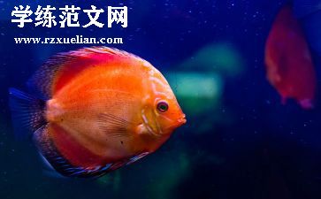 小章鱼教案5篇