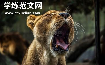 狮子的梦读后感6篇