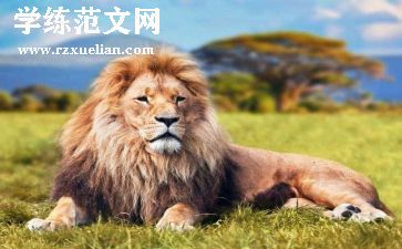狮子的梦读后感最新8篇