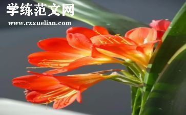 等花开作文600字作文优质5篇