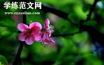 大班春学期教学总结精选6篇