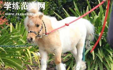 小马游戏教案6篇