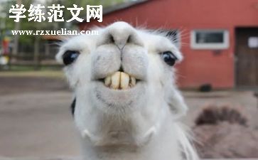 有趣的指纹幼儿园教案5篇