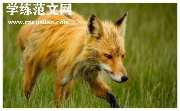 狐狸与鹤读后感7篇