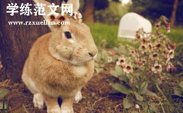 兔子和狼故事教案5篇