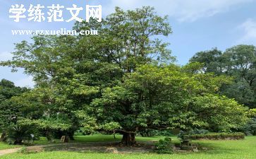 有创意的植树节活动方案优秀7篇