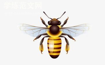 幼儿园大班小蜜蜂教案5篇