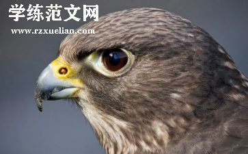 老鹰抓小鸡活动教案5篇
