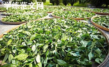 茶的分类教案最新7篇