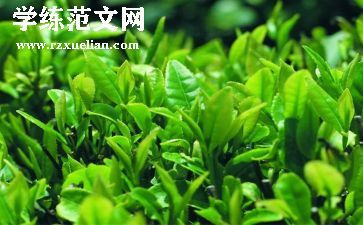 茶的分类教案精选6篇