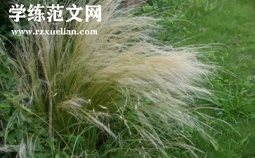 草莓花作文精选6篇