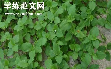 草莓花作文8篇