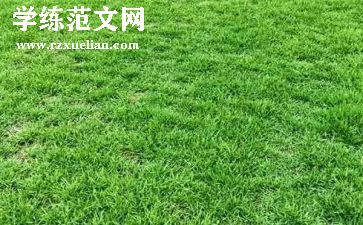 草莓花作文推荐5篇